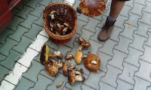 Klikni pro velký obrázek