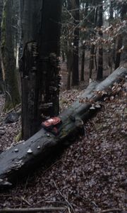 Klikni pro velký obrázek