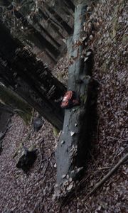 Klikni pro velký obrázek