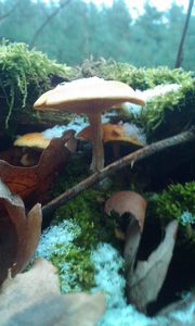 Klikni pro velký obrázek