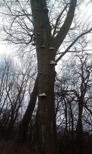 Klikni pro velký obrázek