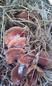 Klikni pro velký obrázek