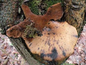 Klikni pro velký obrázek