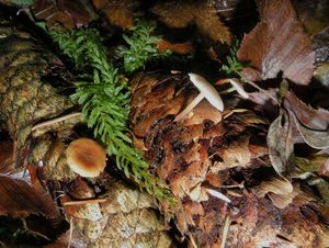 Klikni pro velký obrázek