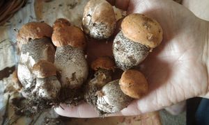 Klikni pro velký obrázek