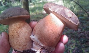 Klikni pro velký obrázek