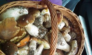 Klikni pro velký obrázek