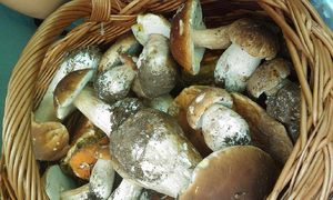 Klikni pro velký obrázek