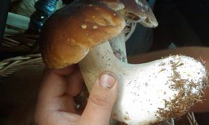 Klikni pro velký obrázek