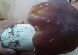 Klikni pro velký obrázek