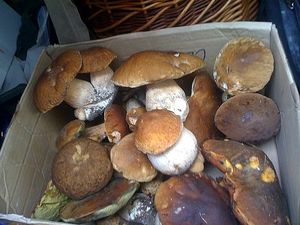 Klikni pro velký obrázek