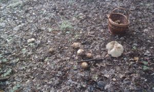 Klikni pro velký obrázek