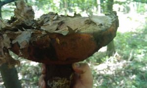 Klikni pro velký obrázek