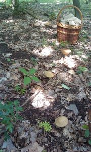 Klikni pro velký obrázek