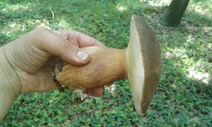 Klikni pro velký obrázek