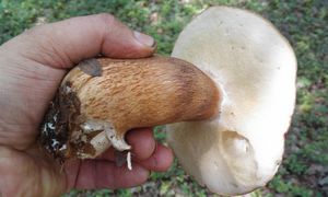 Klikni pro velký obrázek