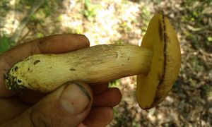 Klikni pro velký obrázek