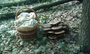 Klikni pro velký obrázek