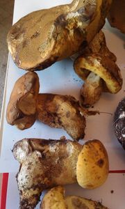 Klikni pro velký obrázek