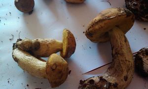 Klikni pro velký obrázek