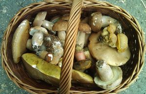 Klikni pro velký obrázek