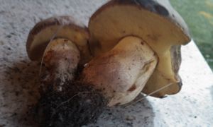 Klikni pro velký obrázek