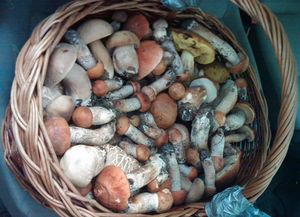 Klikni pro velký obrázek