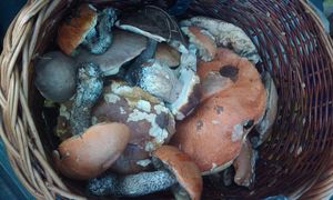 Klikni pro velký obrázek