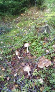 Klikni pro velký obrázek