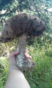 Klikni pro velký obrázek