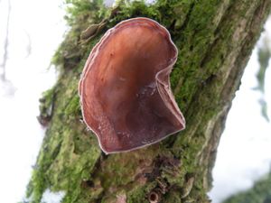 Klikni pro velký obrázek