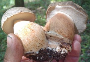 Klikni pro velký obrázek