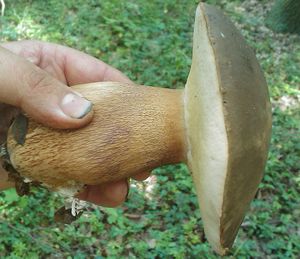 Klikni pro velký obrázek