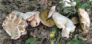 Klikni pro velký obrázek