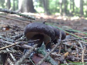 Klikni pro velký obrázek