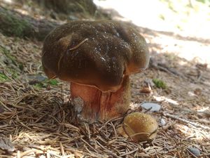 Klikni pro velký obrázek