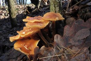 Klikni pro velký obrázek