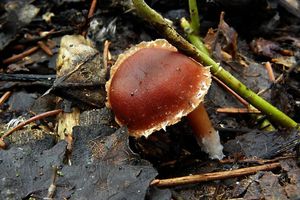 Klikni pro velký obrázek