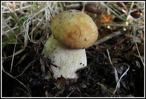 Klikni pro velký obrázek