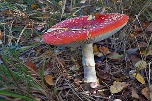 Klikni pro velký obrázek