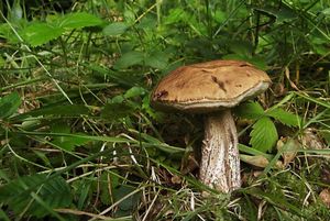 Klikni pro velký obrázek