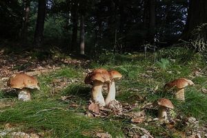 Klikni pro velký obrázek