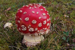 Klikni pro velký obrázek