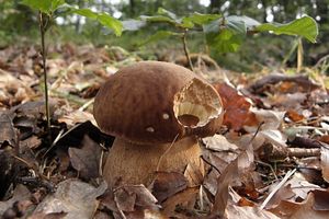 Klikni pro velký obrázek