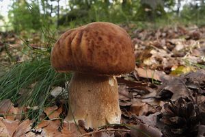 Klikni pro velký obrázek