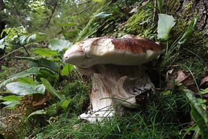 Klikni pro velký obrázek