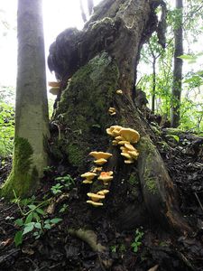 Klikni pro velký obrázek