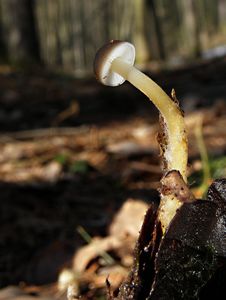 Klikni pro velký obrázek