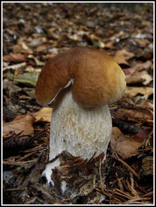 Klikni pro velký obrázek