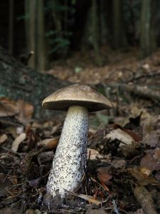 Klikni pro velký obrázek